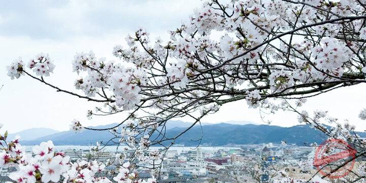 Myokenura Observation