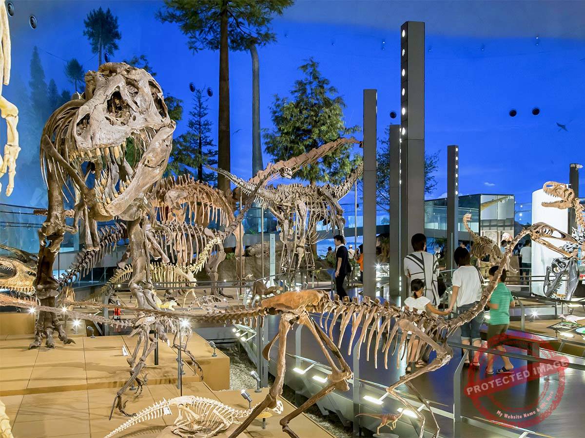 1200 福井県立恐竜博物館