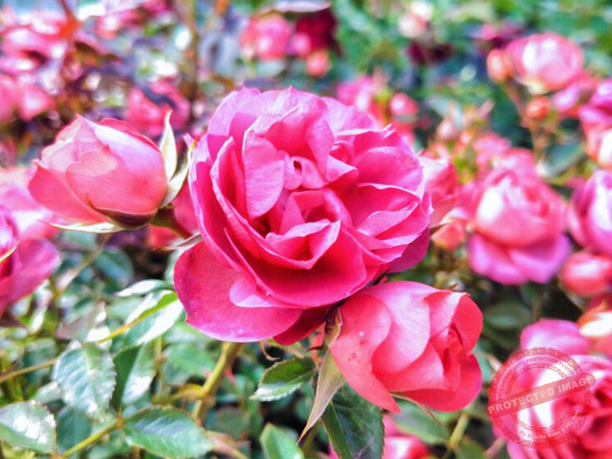 250522162028113-1000x563