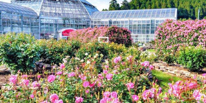 English Rose Garden, Gelato & Cheese