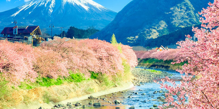 The Japan Collection