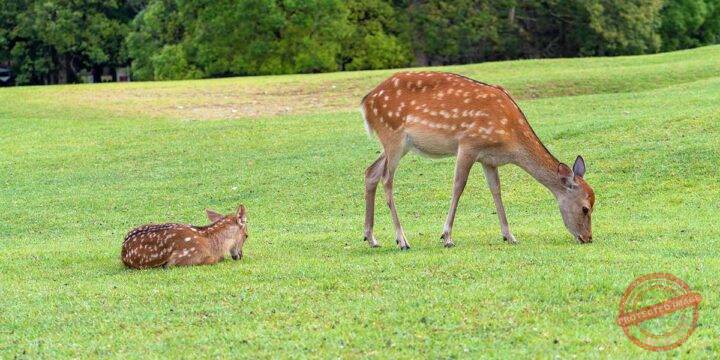 Nara Deer Park