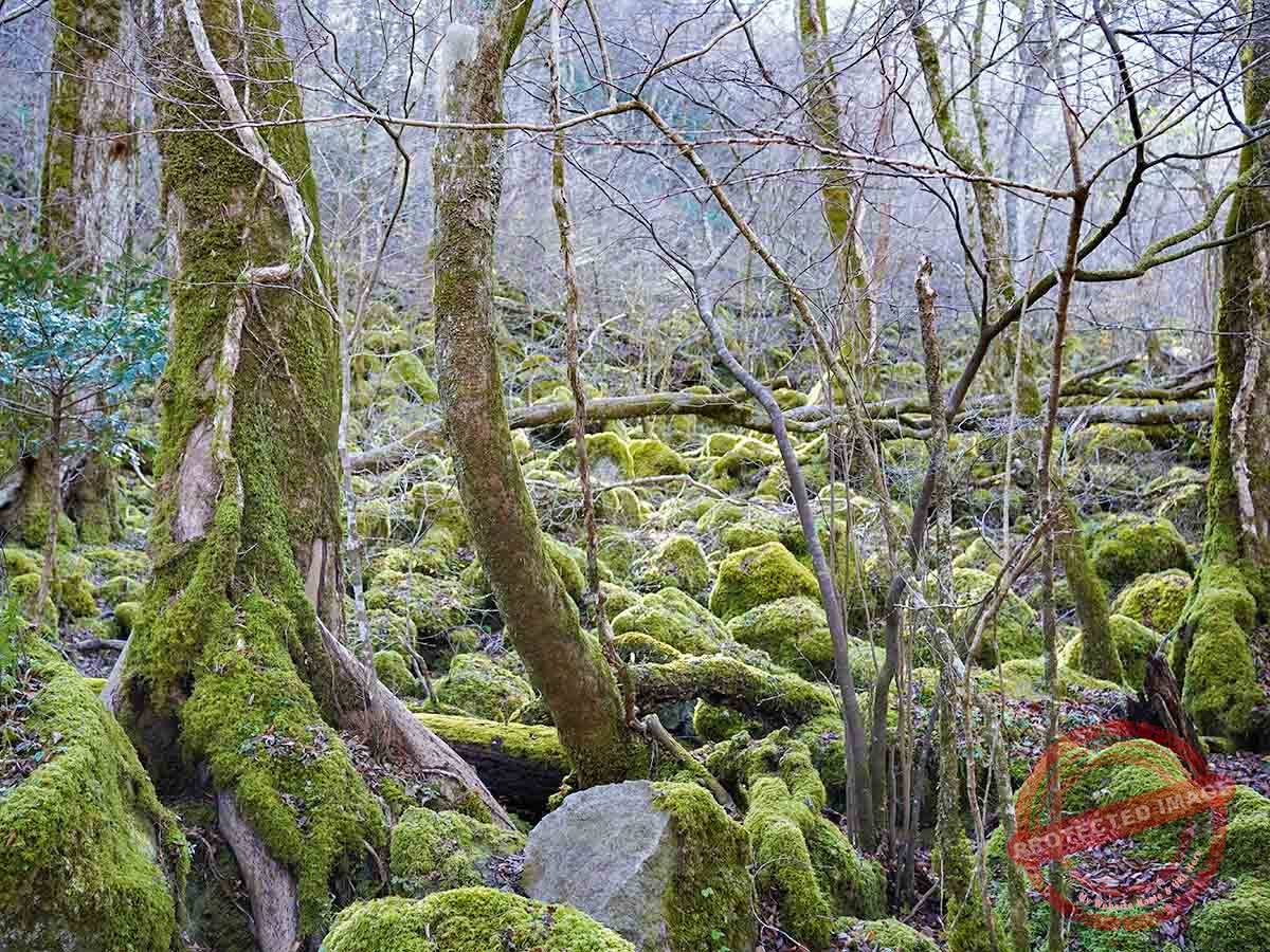 Oike_男池湧水群3