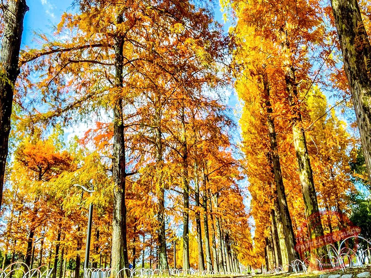 Tsurumi Ryokuchi park