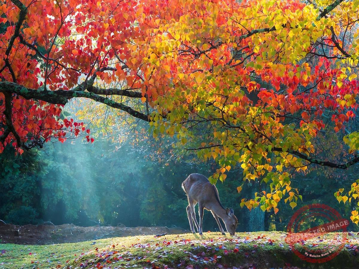 ● Nara Deer Park