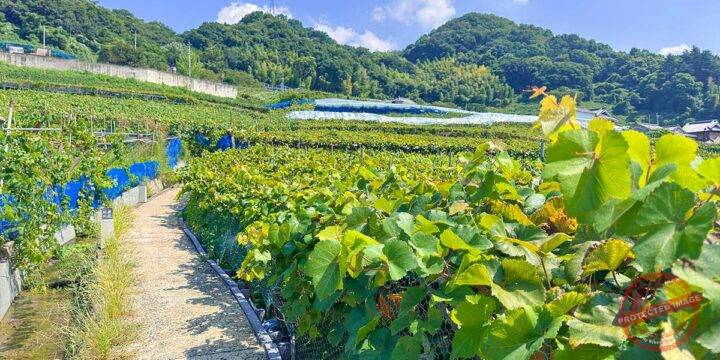 Winery Experience and Vineyard Walk