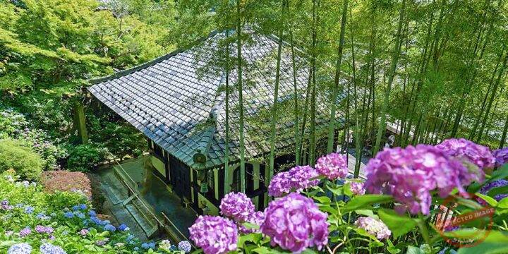 Kamakura Hasedera Temple